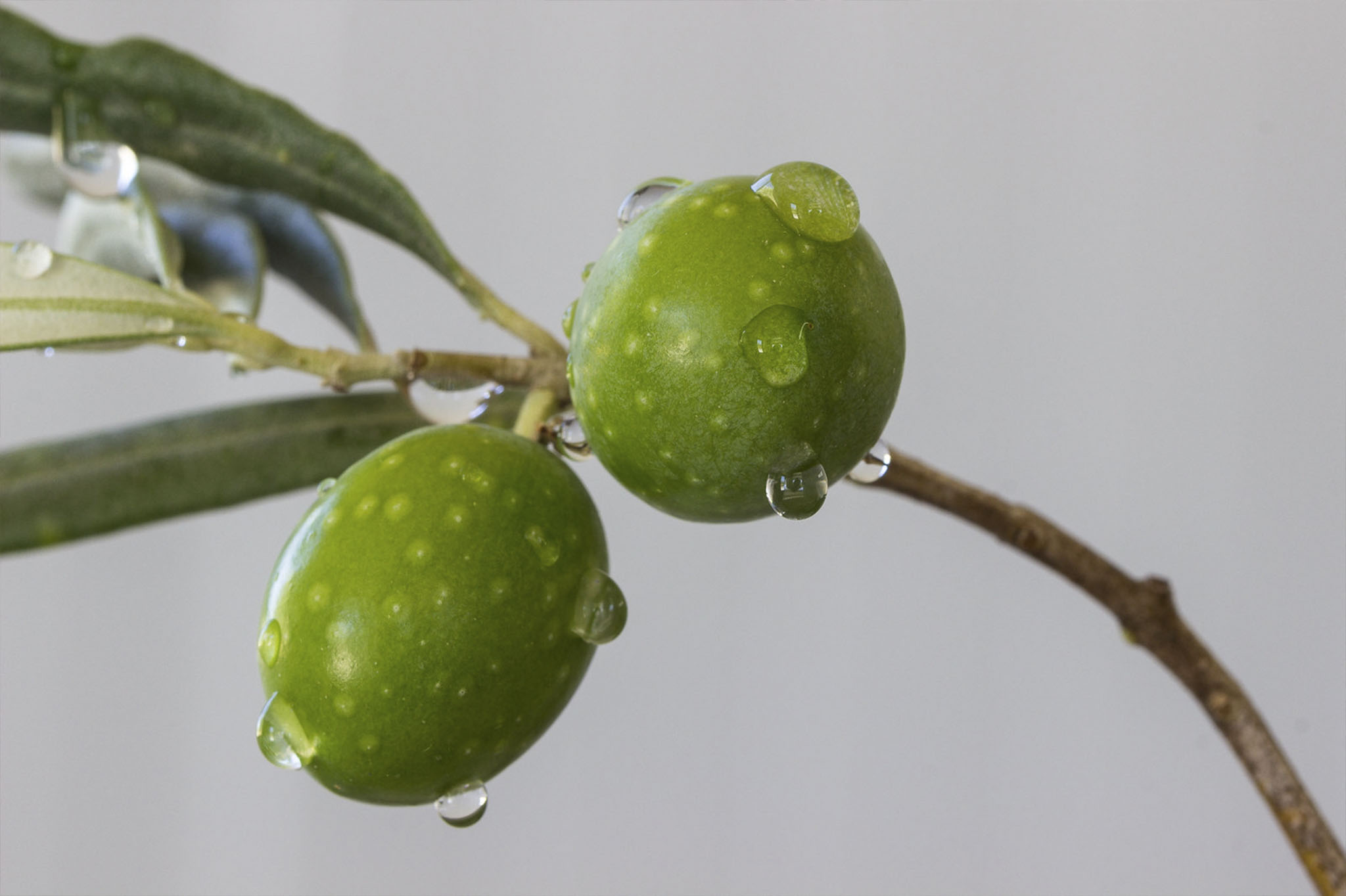 aceitunas
