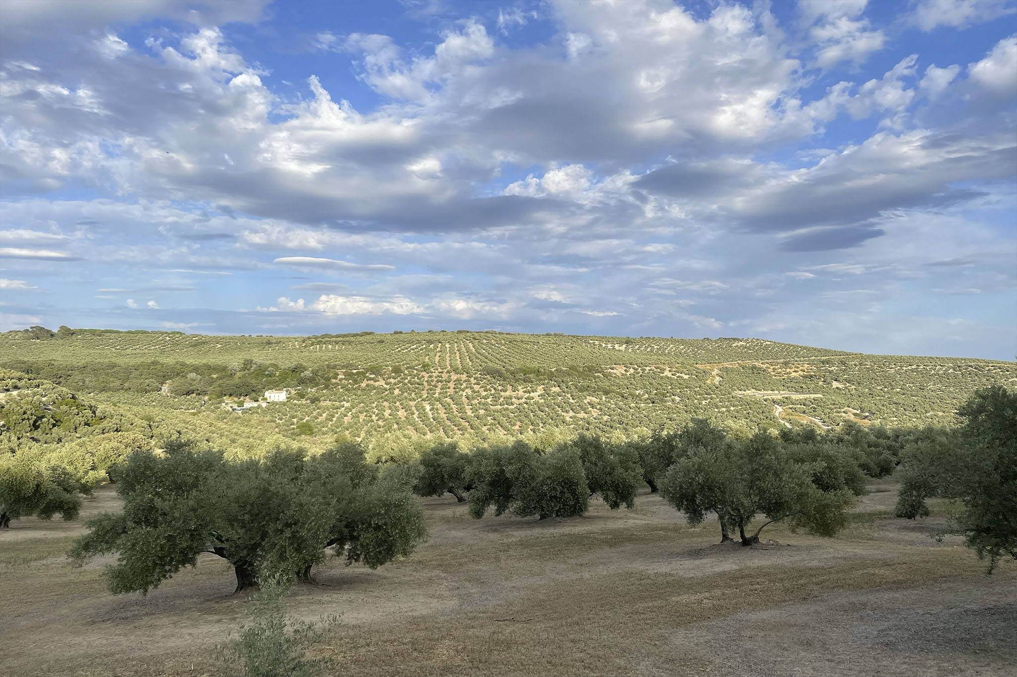 olivos