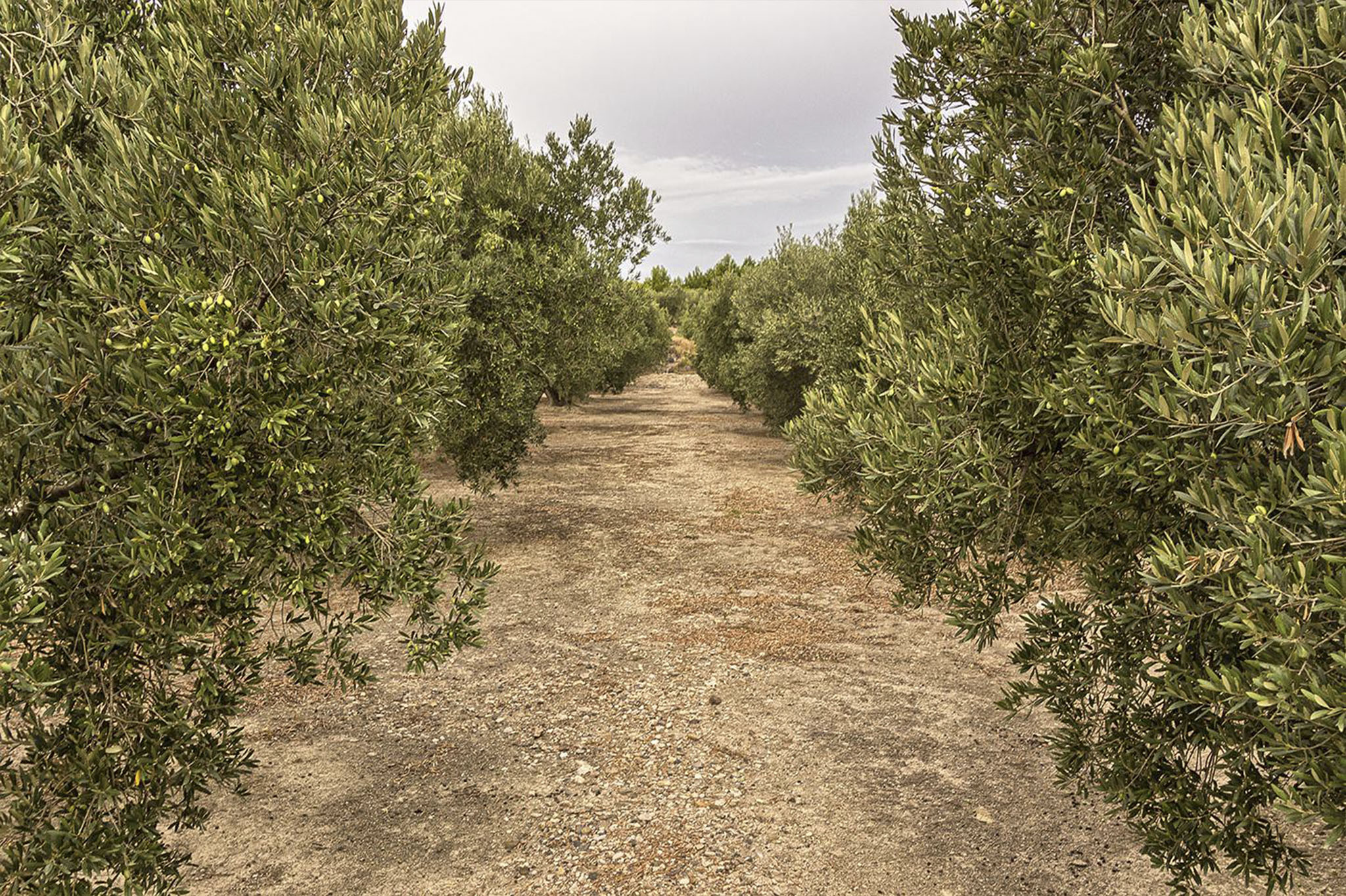 olivos2
