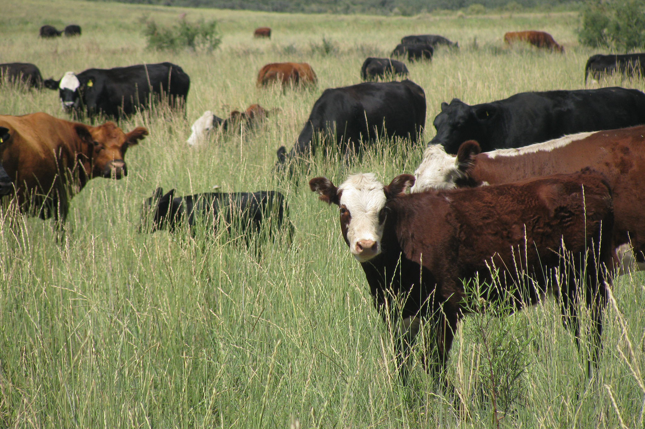 vacas
